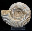 Inch Perisphinctes Ammonite - Jurassic #1946-1